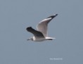 /album/photogallery/grey-headed-gull-in-flight-tanji-jpg/